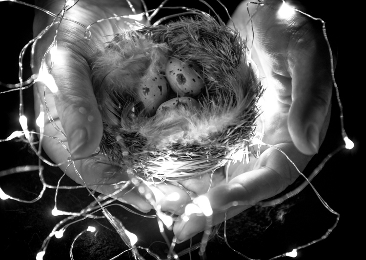 bird nest self-portrait with wireless release
