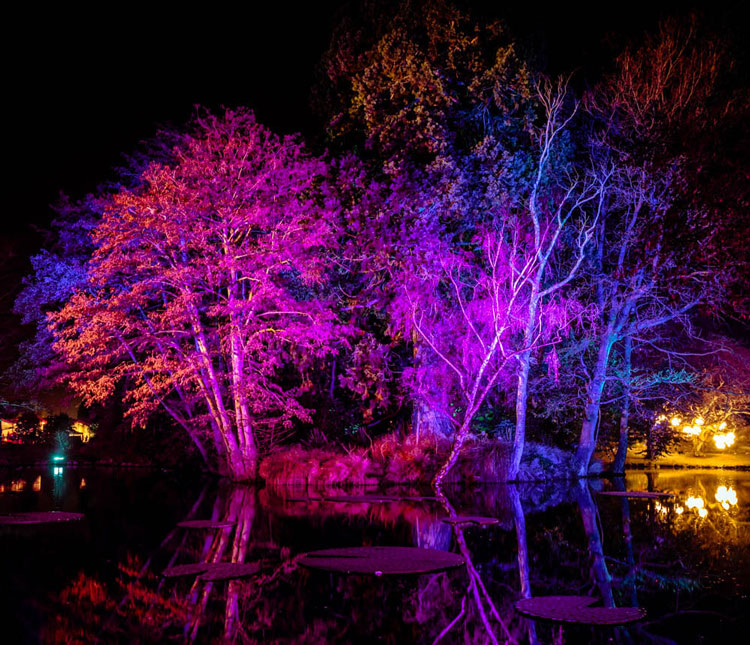 colorful lights in the park at night remote shutter release