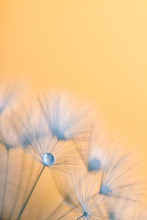 macro photography abstract dandelion Sigma 150mm - How to Choose the Perfect Macro Lens