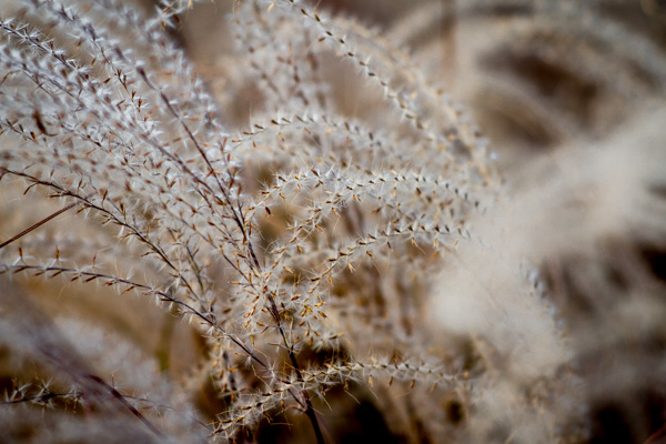 Grass.jpg Grass