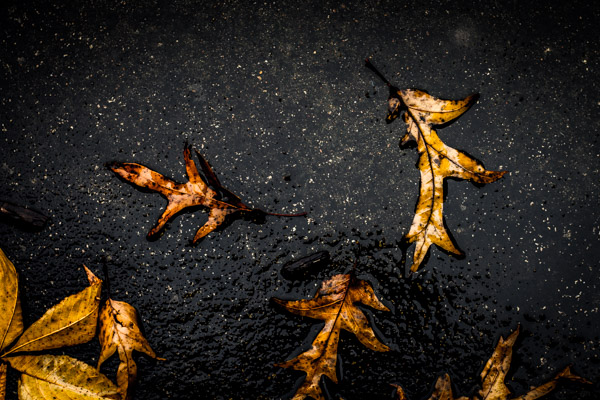 Leaves.jpg Leaves