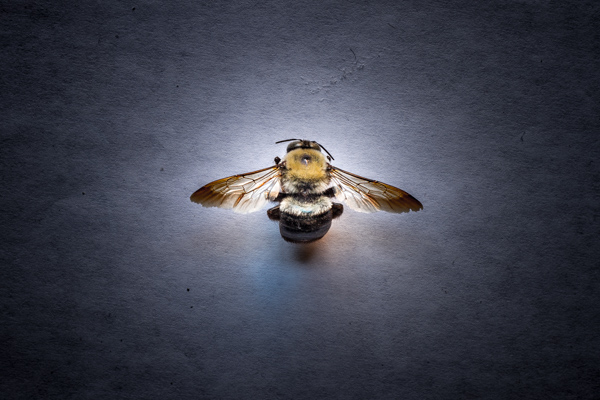Bee.jpg Bee