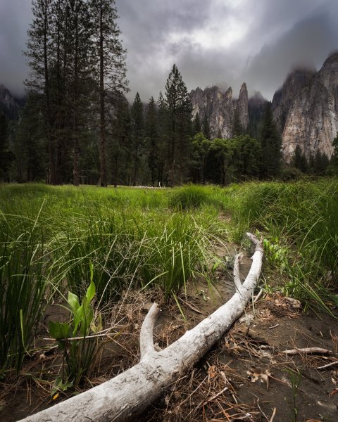 log leading toward mountains