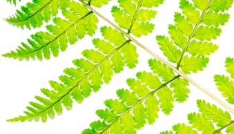 5 DIY Hacks for Stunning Macro Photos (on a Budget)