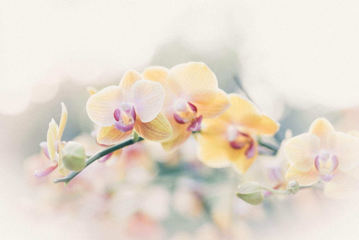 Manual focus in photography