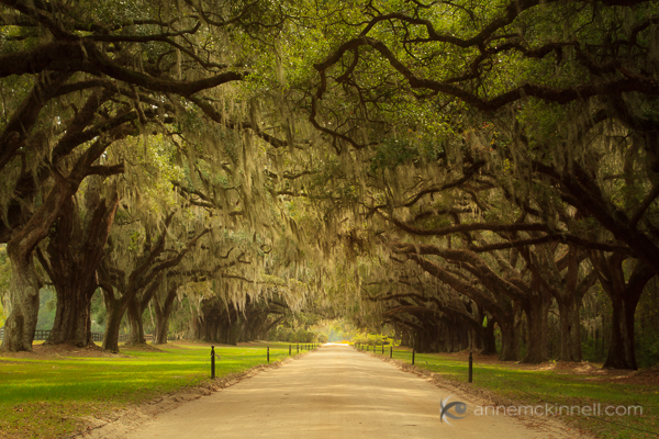 Leading Lines, Avenue of Oaks, South Carolina