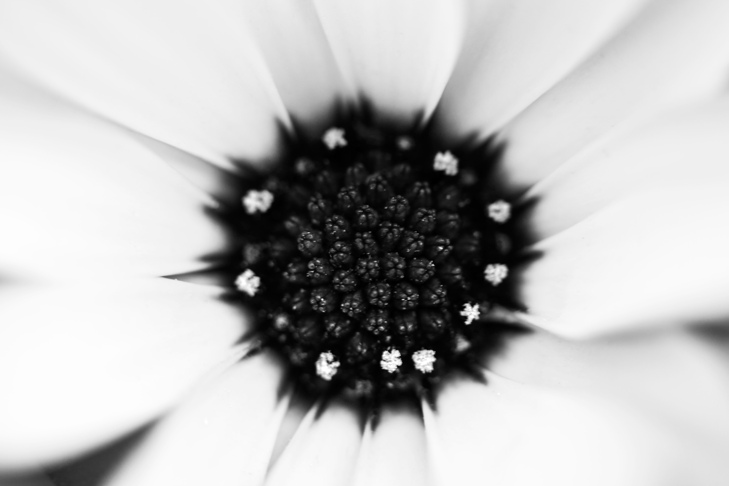 ways to overcome creative blocks as a photographer macro flower